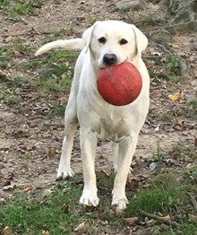 MAPLE TREE'S CHLOE