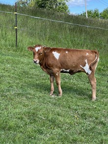 GLH MINI ABBY