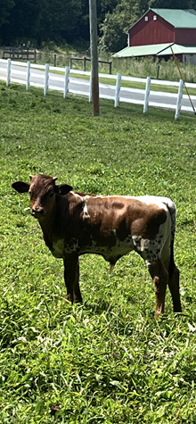 glh mini simple chief