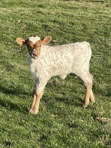 GLH SNIPER'S TINKERBELL