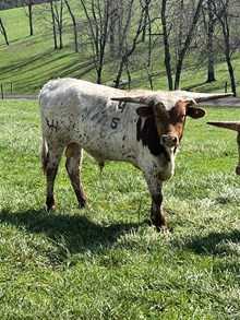 GLH SNIPER'S PLAYBOY